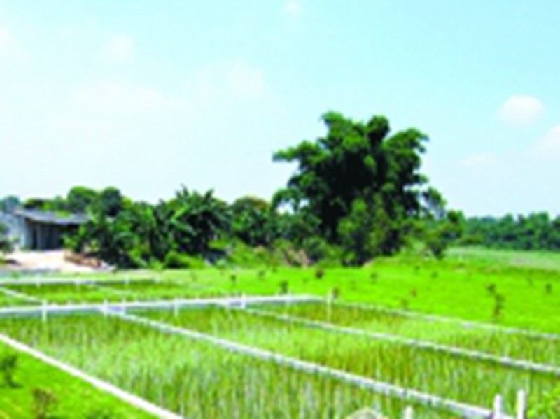 廣州白云區(qū)“人工濕地”準(zhǔn)備開始動(dòng)工